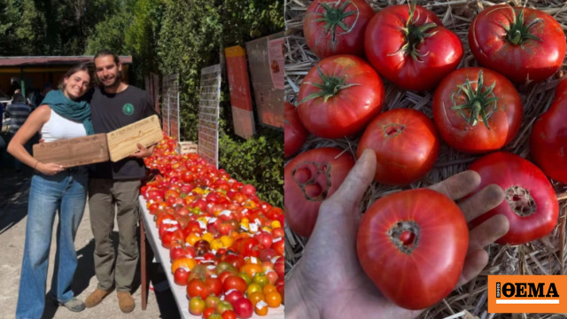 Αγρότης στην Ισπανία καλλιέργησε ντομάτες του 1916: Πώς κατάφερε να βρει τον σπόρο τους