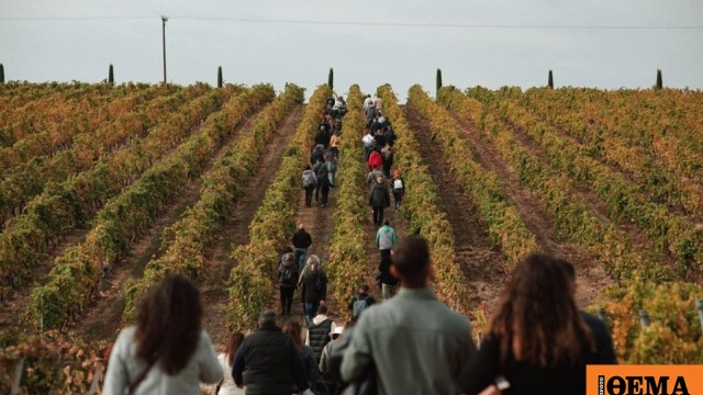 TasteGreekWines.com: Η νέα ψηφιακή πύλη που φέρνει τον ελληνικό οινοτουρισμό ένα κλικ πιο κοντά