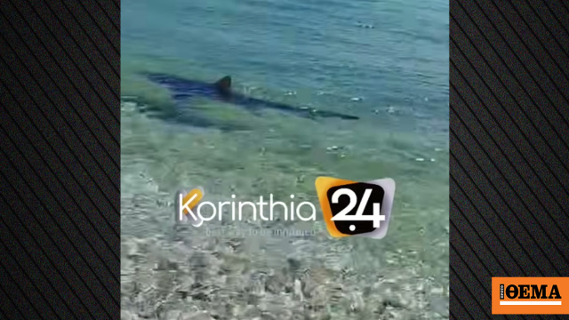 Καρχαρίας κόβει βόλτες στα Λουτρά της Ωραίας Ελένης, δείτε βίντεο