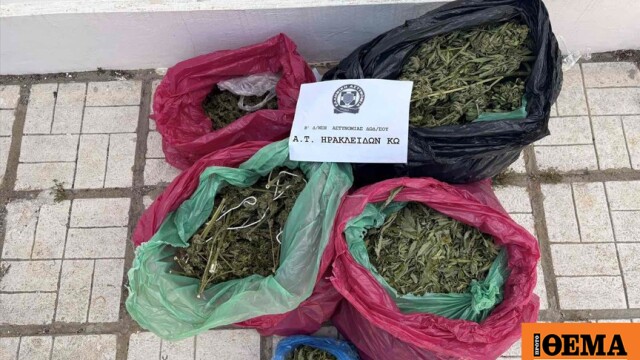Συνελήφθη 29χρονος στην Κω που καλλιεργούσε 78 δενδρύλλια κάνναβης για λογαριασμό άλλου
