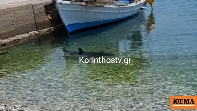 Καρχαρίας εμφανίστηκε στα Λουτρά Ωραίας Ελένης στην Κόρινθο, δείτε βίντεο