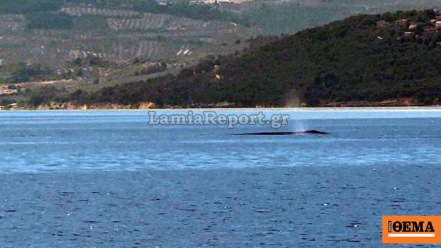Βίντεο: Φάλαινα εμφανίστηκε ανοιχτά του Θεολόγου, στον Βόρειο Ευβοϊκό