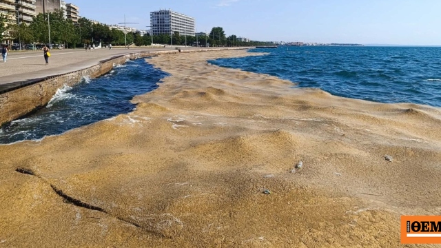 Το φυτοπλαγκτόν και τα ασφυκτικά φαινόμενα στο Θερμαϊκό: Χτα