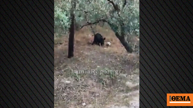 Αγριογούρουνο στη Λαμία «κοντρολάρει» μπάλα που βρήκε σε χωρ
