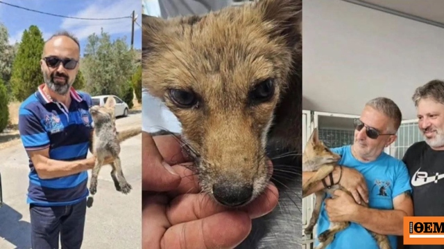Φιλόζωοι στη Ρόδο έσωσαν αλεπουδάκι που υπέφερε από θερμοπληξία