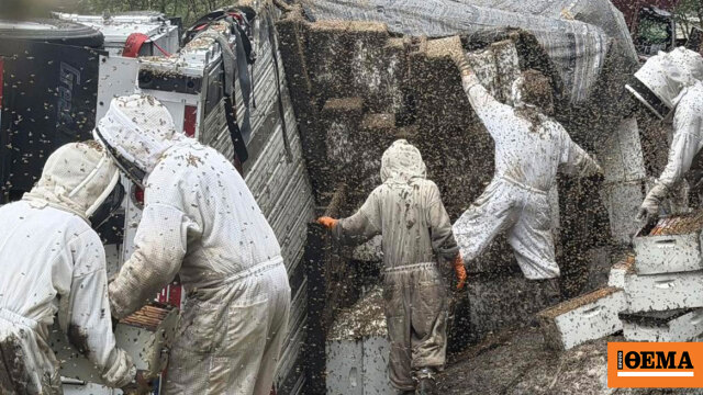 Δύο εκατομμύρια μέλισσες ξέφυγαν έπειτα από ανατροπή φορτηγού στο Τέξας, δείτε φωτογραφίες