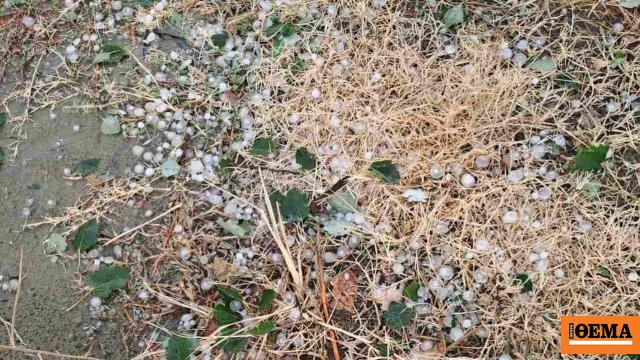 Evros'ta dolu ve kuvvetli rüzgarlar binlerce dönüm ekili alanı vurdu