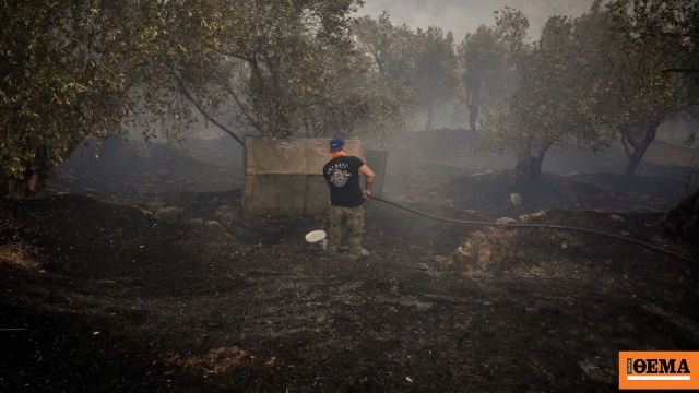 1.000 καμένα στρέμματα η πρώτη εκτίμηση από τη φωτιά στο Πλωμάρι, αγωνία για τις αναζωπυρώσεις