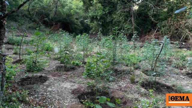 Εντοπίστηκε φυτεία με περισσότερα από 2.000 δενδρύλλια κάνναβης σε δύσβατη δασική περιοχή στην Φθιώτιδα, δείτε βίντεο