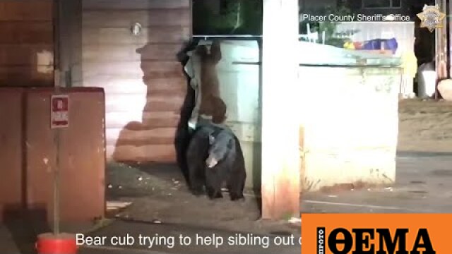 WebTV - VIDEO: Deputies Rescue Bear Cub That Got Trapped Inside Dumpster
