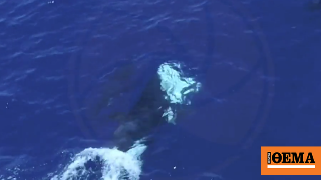 Όρκες καταγράφηκαν να σκοτώνουν λευκούς καρχαρίες αναποδογυρίζοντάς τους για να αφαιρέσουν το συκώτι τους