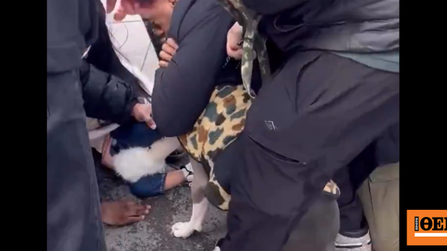 Του επιτέθηκε πίτμπουλ και δεν το άφηνε από τα σαγόνια του, δείτε βίντεο
