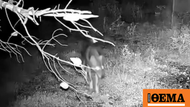 Συναγερμός στο Χαϊδάρι για λύκο στο Ποικίλο Όρος: Οι οδηγίες του δασαρχείου