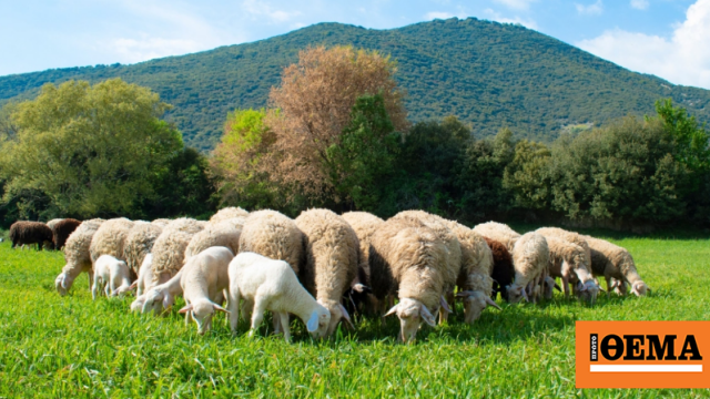 Ευλογιά αιγοπροβάτων: Σκληρά μέτρα έως το Πάσχα 2026 και εντατικοί έλεγχοι σε όλη την Ελλάδα