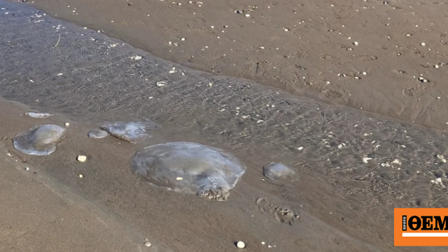 Γέμισαν τροπικές μέδουσες οι ακτές της νοτιοανατολικής Τουρκίας