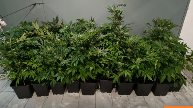 Θεσσαλονίκη: 47χρονος είχε στήσει εργαστήριο κάνναβης σε διαμέρισμα, δείτε βίντεο