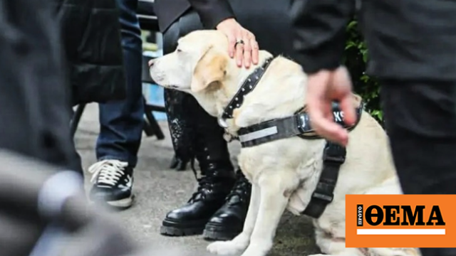 Συγκλονιστική στιγμή στην κηδεία του Ντούσκο Βουγιόσεβιτς: Το λαμπραντόρ της οικογένειας στο τελευταίο αντίο στον Σέρβο προπονητή, βίντεο