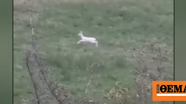 Σπάνια αλμπίνο ζαρκάδια εντοπίστηκαν στην Ημαθία, δείτε βίντεο