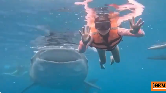 Κολυμβήτρια πόζαρε για υποβρύχια φωτογραφία στις Φιλιππίνες και τις έκανε photobombing ένας... φαλαινοκαρχαρίας, δείτε βίντεο
